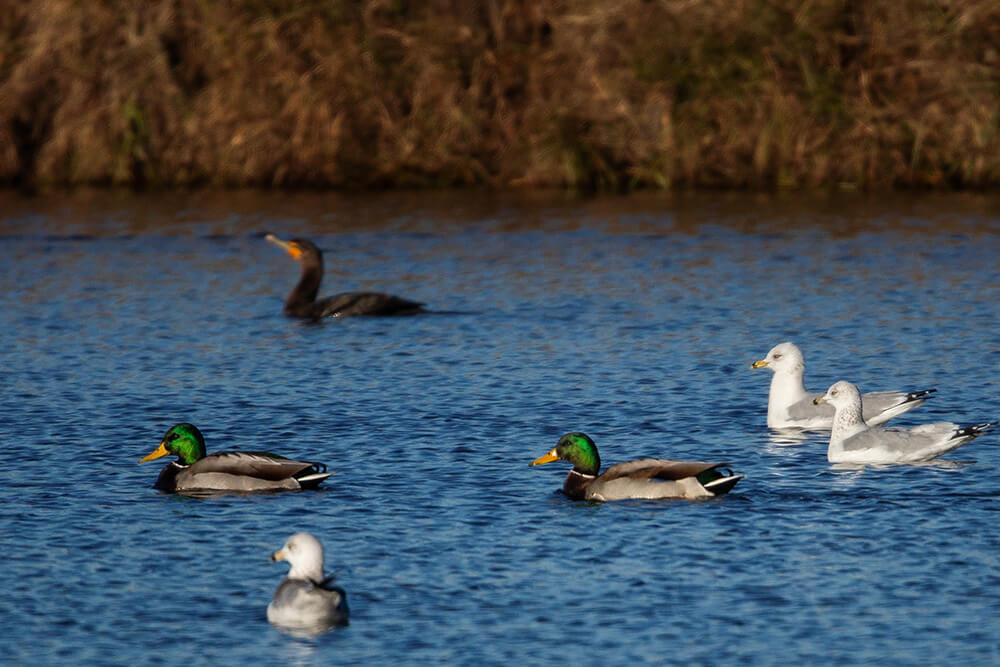Mallard and sea gulls in pond