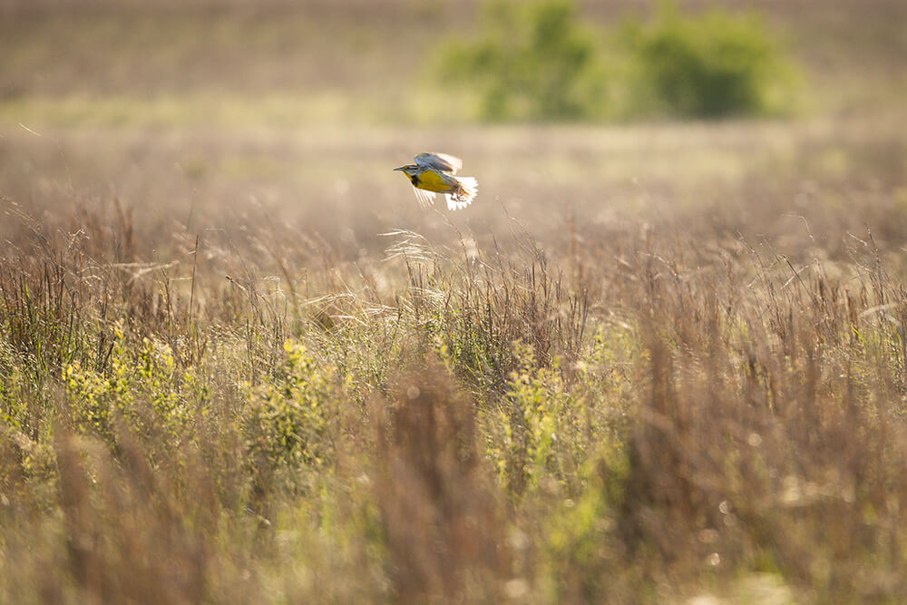 Meadowlark bird flies over a prairie meadow