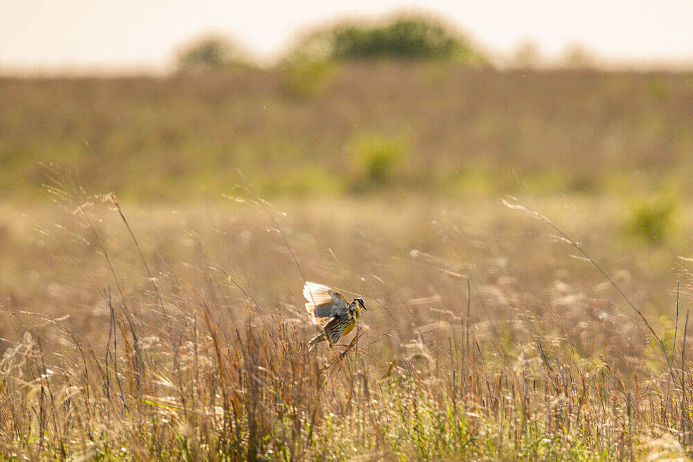 A meadowlark lands in a pasture with tall dormant season forage