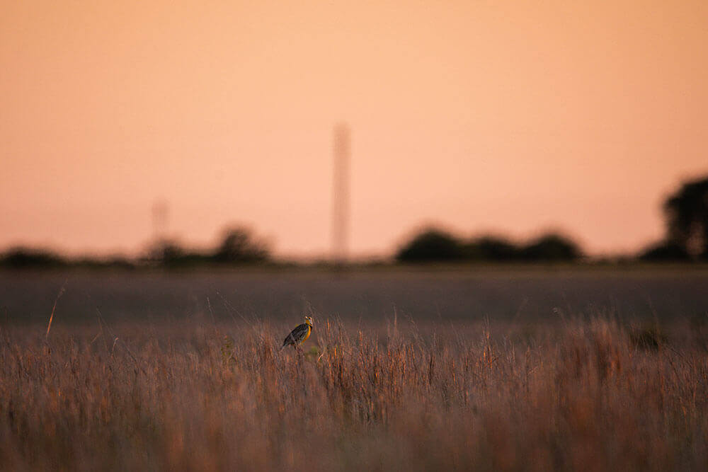 Meadowlark resting in pasture at sunset