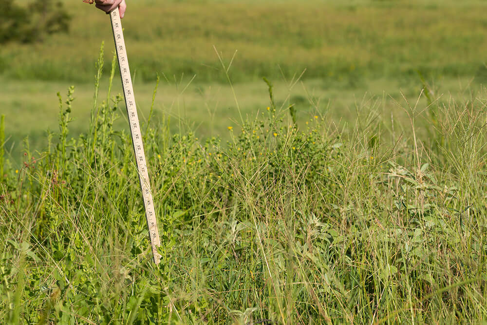 Measuring the height of a diverse pasture