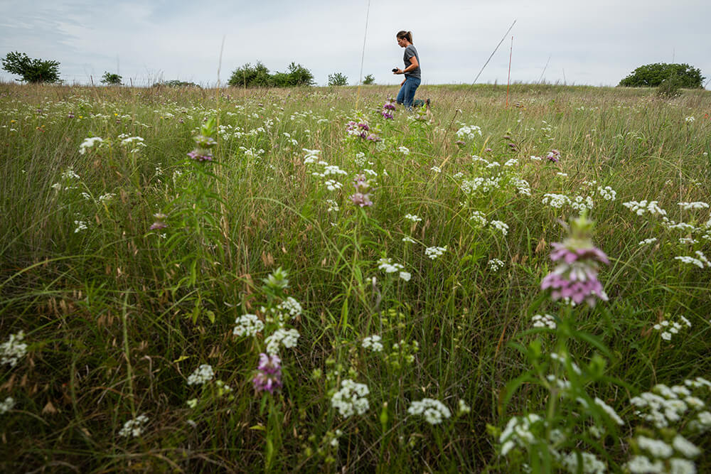 Meredith Ellis walks through her regeneratively-managed pasture on her ranch.