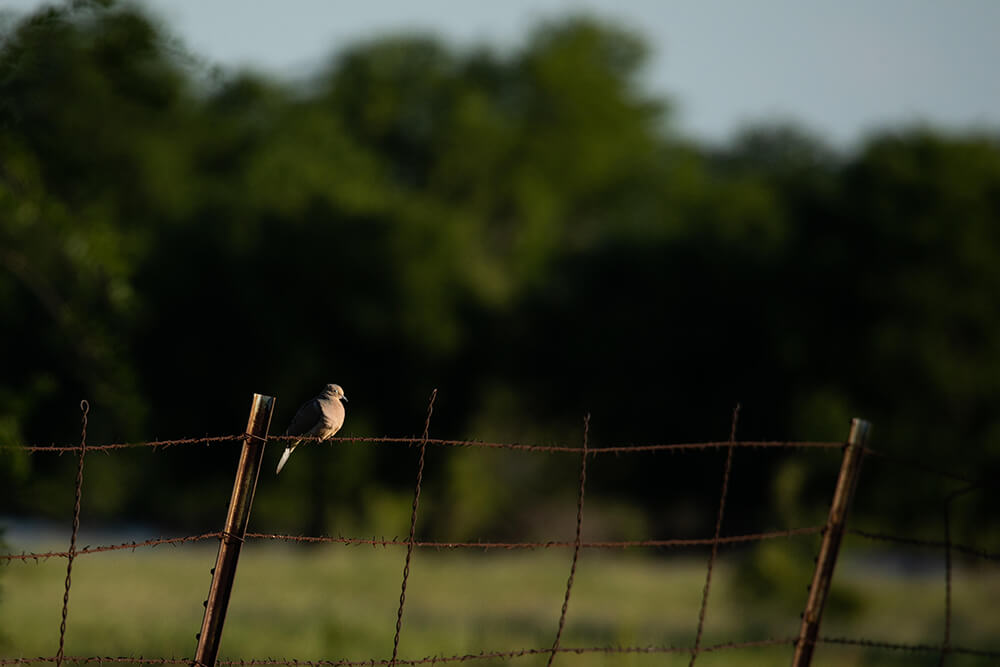 Mourning Dove sitting on a barbed wire fence.