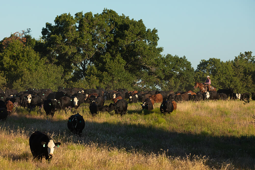 Moving cattle at Oswalt Ranch in a pasture rimmed with forest