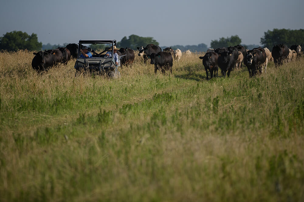 Chance Tynes and Jon Willis move cattle to fresh grasses in a side-by-side vehicle