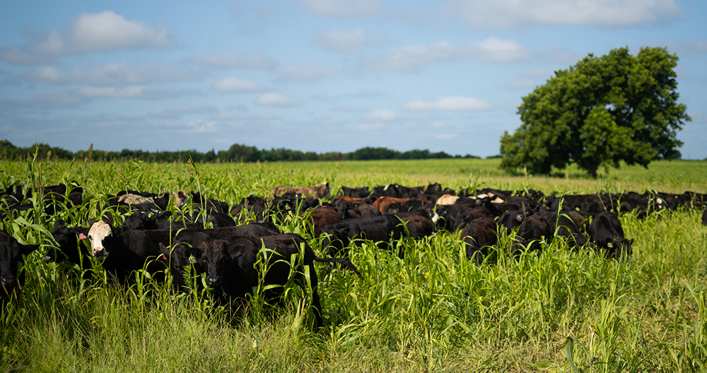 moving steers to cover crops