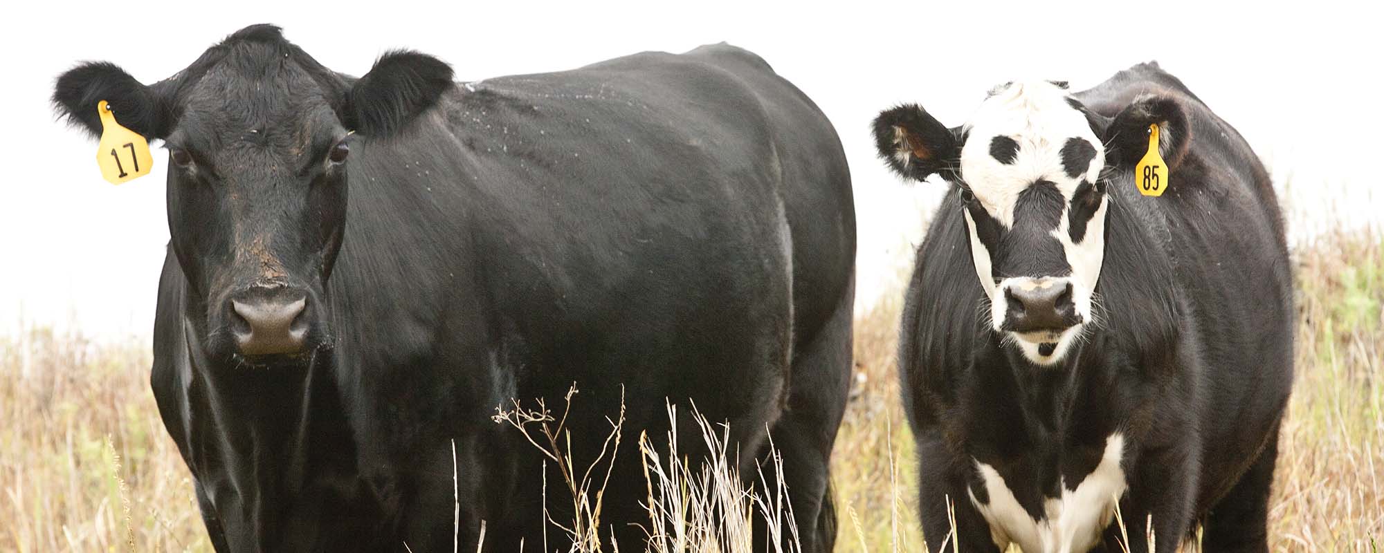 Two cows in the pasture