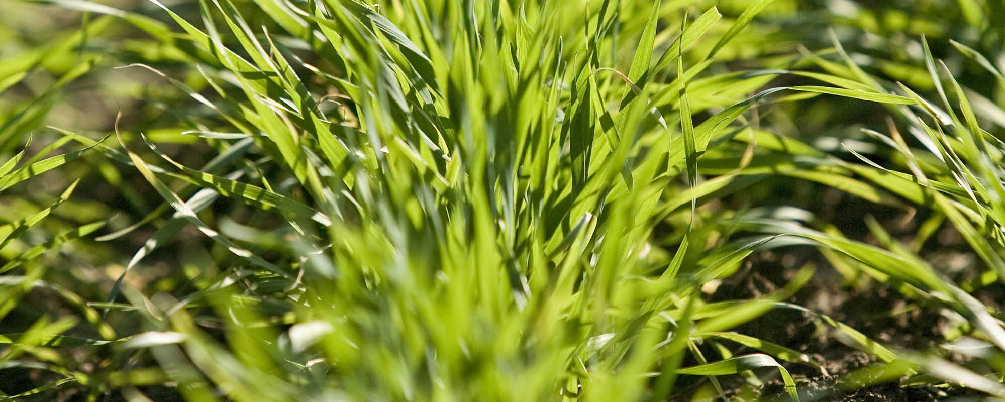 small grains plants growing in pasture