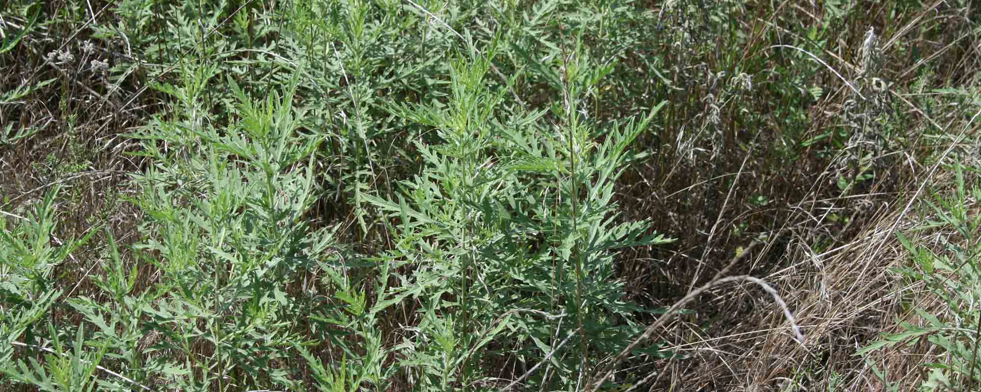 Quality of Native Plant Forage Species Important to White-tailed Deer and Goats in South Central Oklahoma