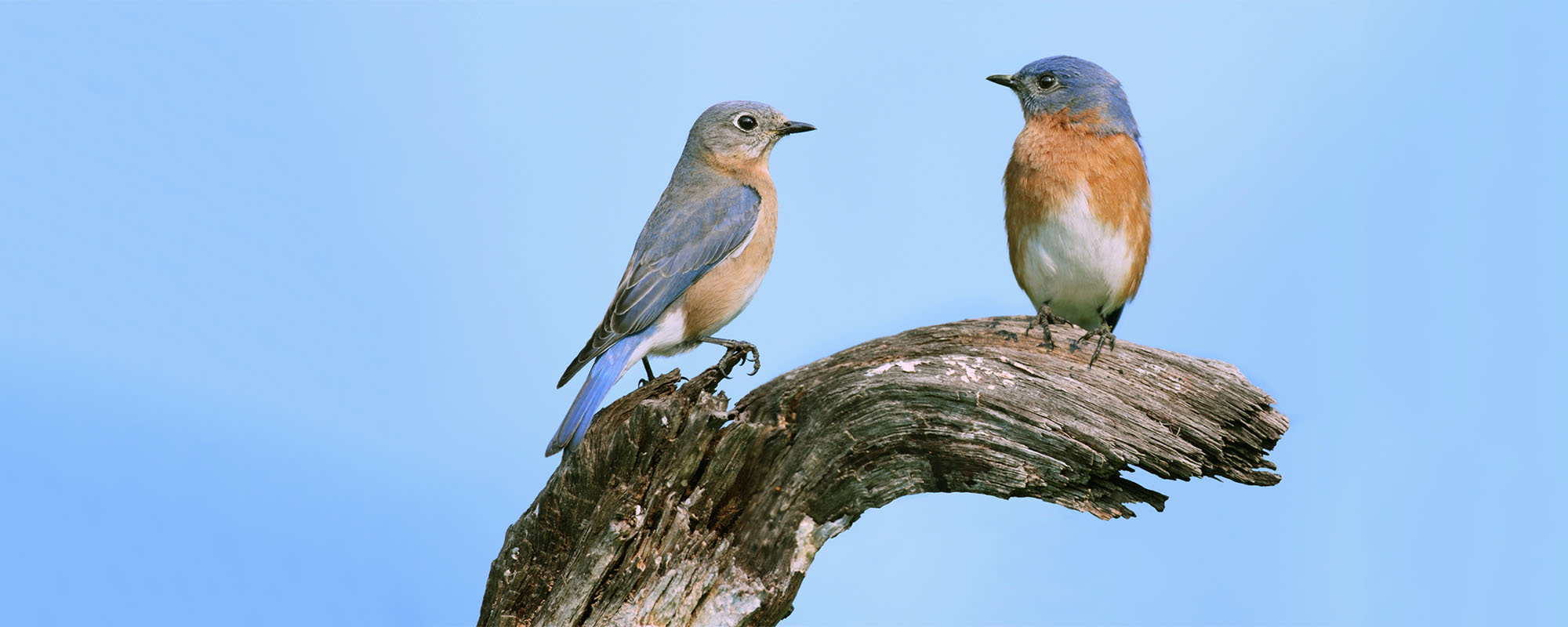 Two bluebirds resting on a tree branch