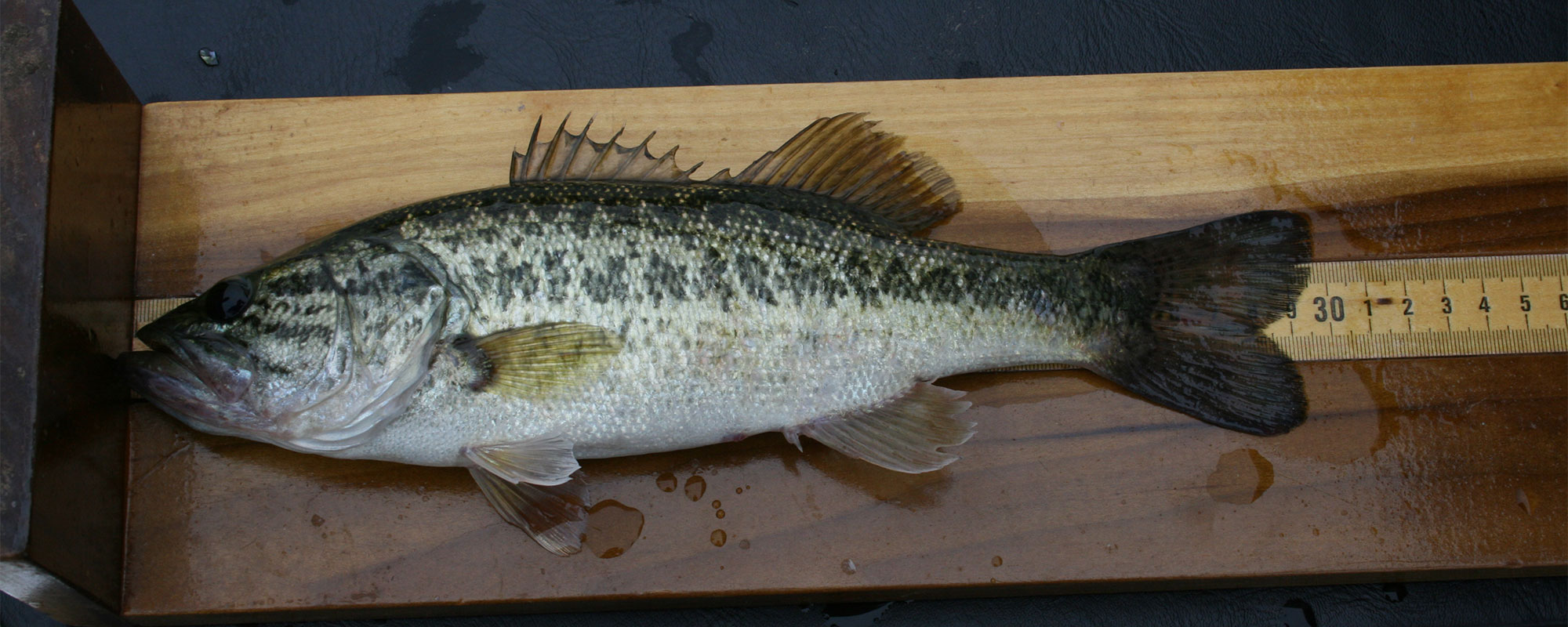 Measuring a recently-caught largemouth bass