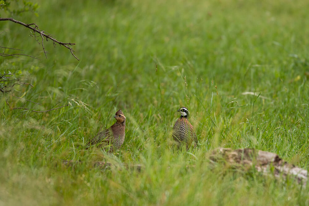 Northern bobwhite quail in field