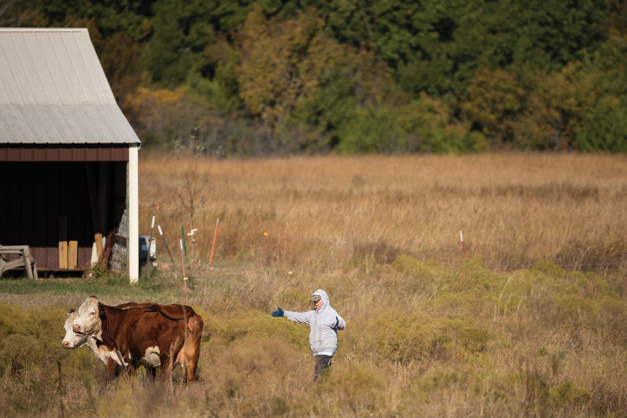 Karen Payne (pictured) and her husband, William, raise Hereford and Angus cattle on Destiny Ranch, which was in poor condition when they bought it in 2006.