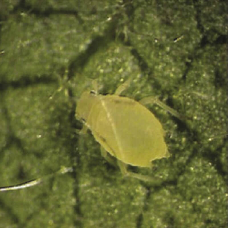 Yellow Aphid Complex