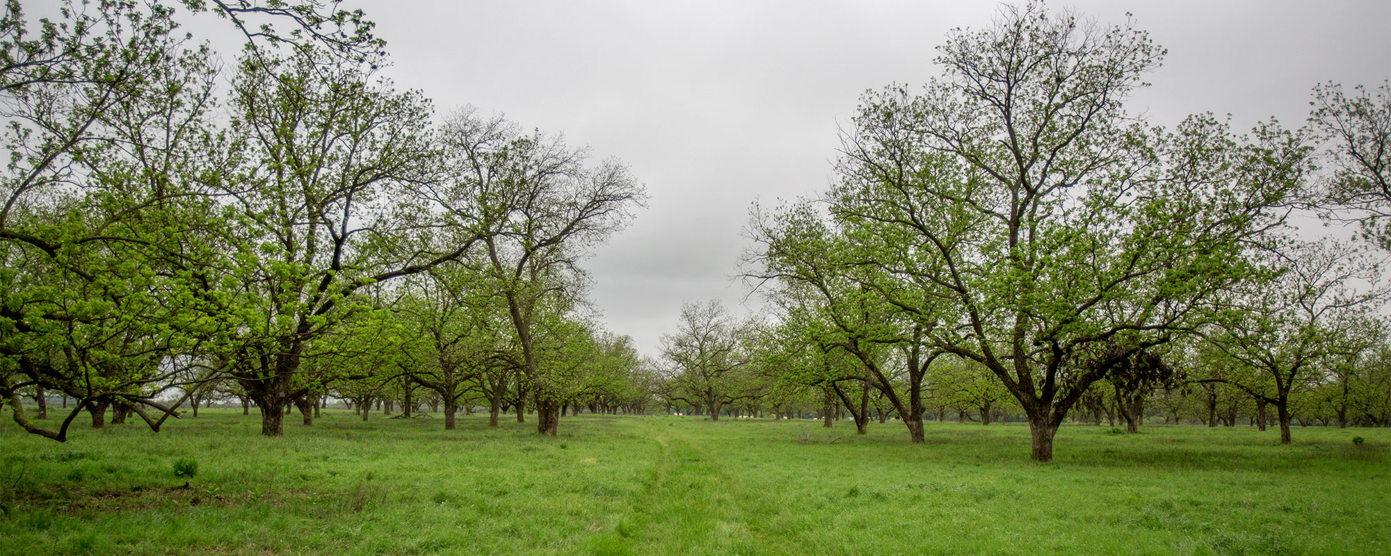 Pecan orchard with green grass under a cloudy sky.