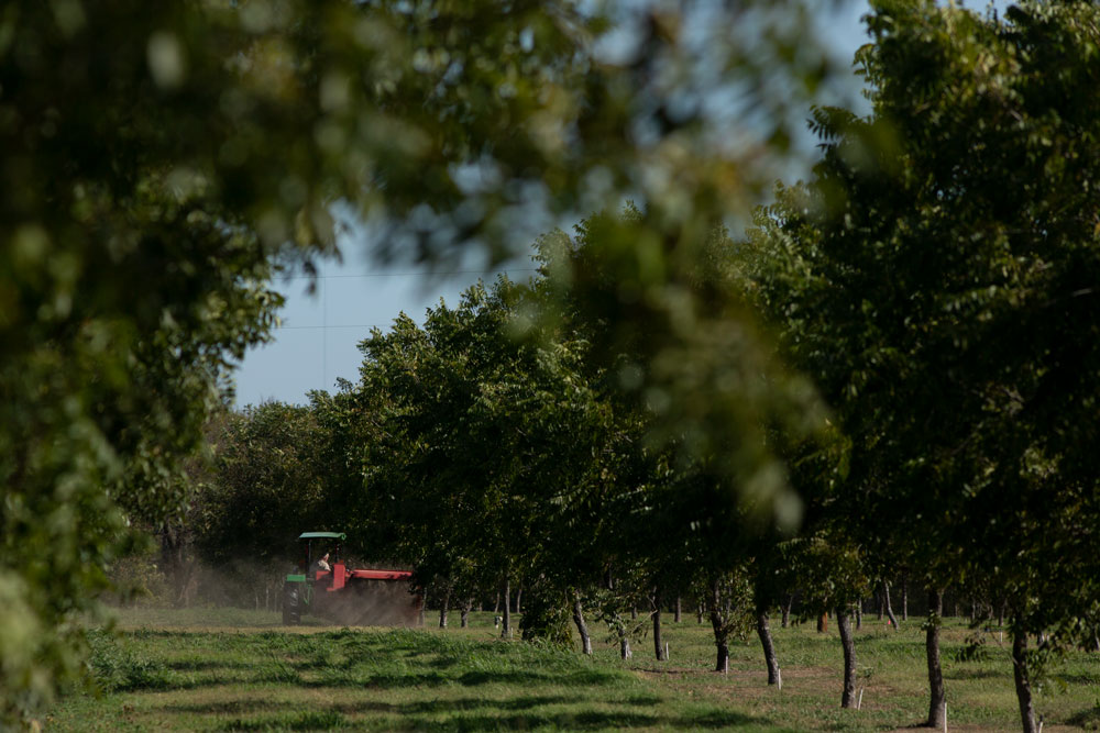 Pecan farmer harvests pecans on tractor in orchard