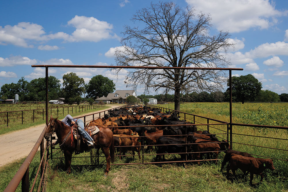 Ranch Hand Moves Cattle at Rafter JM Cattle CO