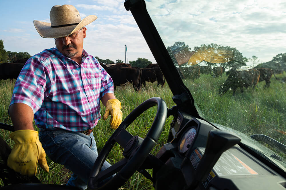 Rancher getting into farm vehicle while cows graze in pasture in background