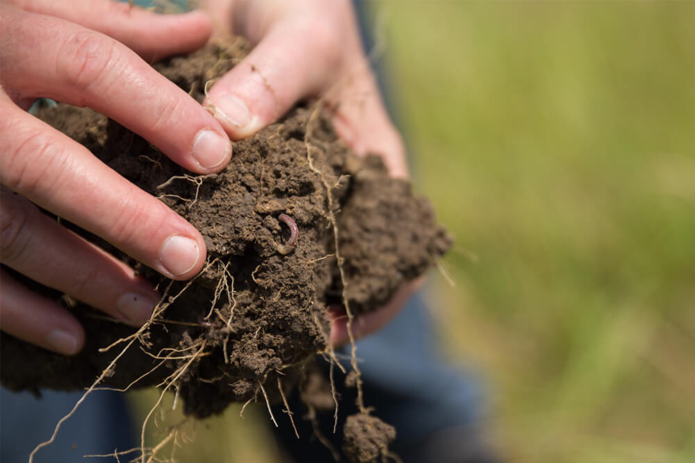Ranching holding soil containing earthworms
