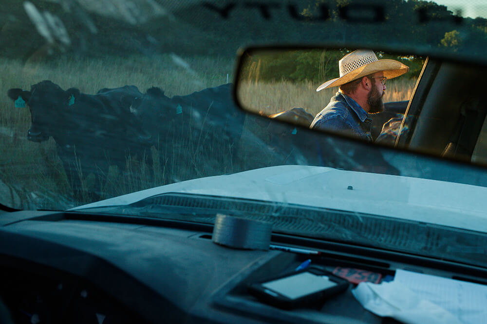 View from the dashboard of a pickup truck of cattle grazing in evening pasture. The rancher is visible from the rearview mirror.