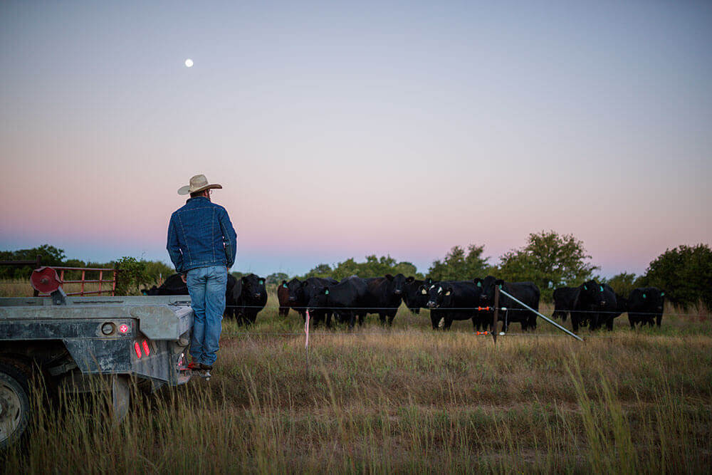 Rancher observing cattle in paddock