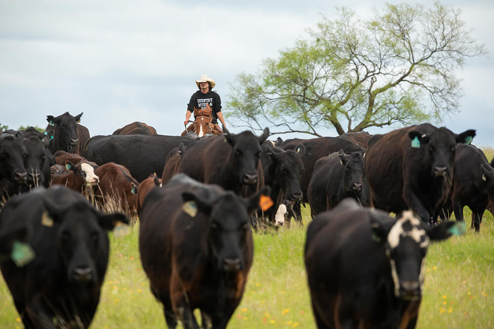 Rancher on horseback herding cattle