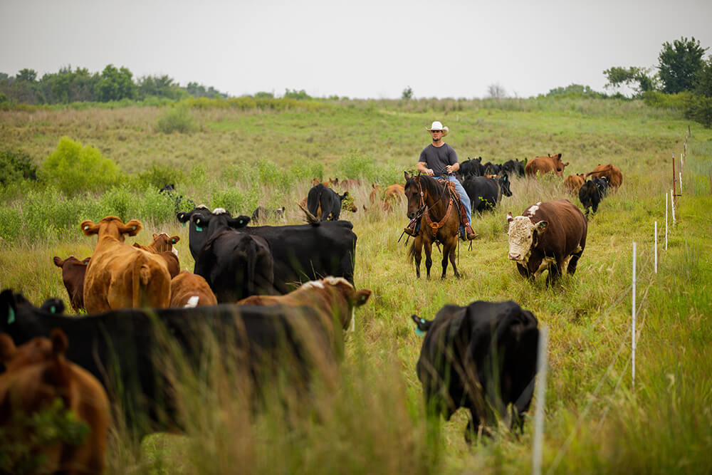 Rancher on horseback moving cattle along fenceline in regenerative pasture