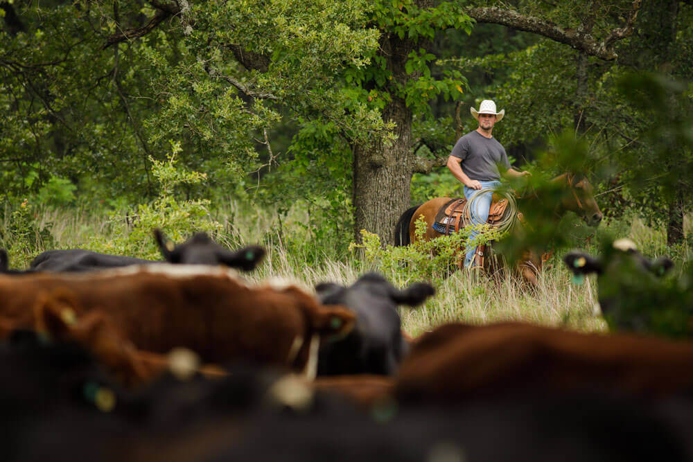 A rancher on horseback observes his cattle that are grazing in a wooded area