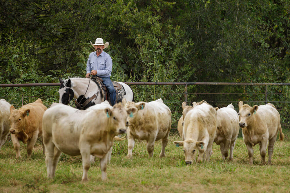 Rancher on horseback works cattle in pen