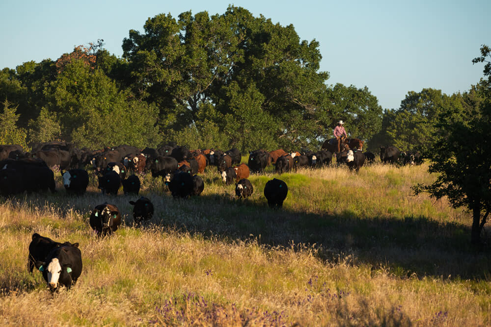 Rancher on horseback works with cattle in a pasture that is bordered by some trees.