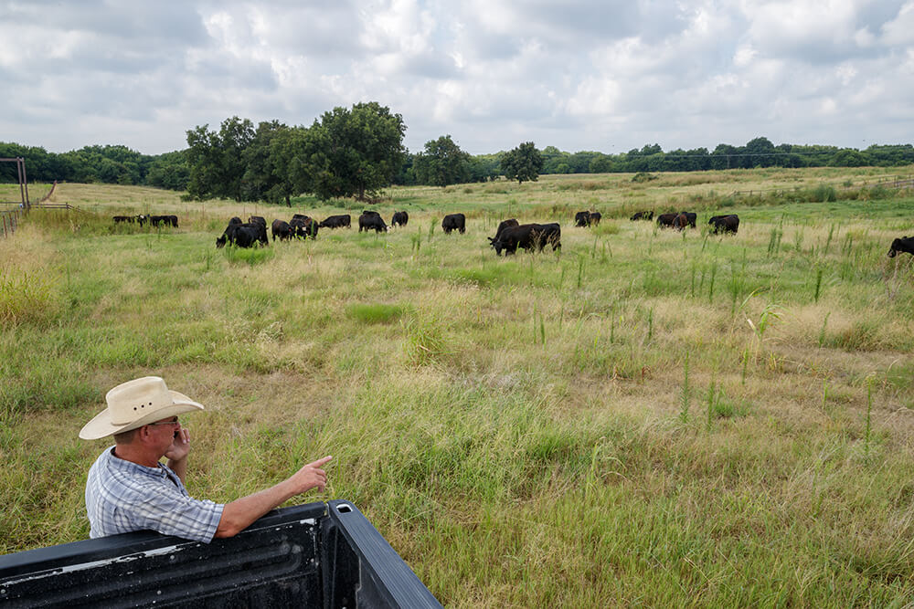 Rancher stands at the tailgate of his pickup truck and talks on his phone as he watches his cattle graze in the distance.