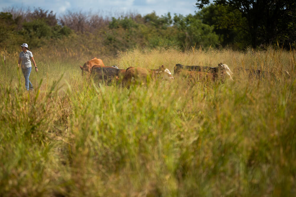 Rancher walking in a tall regenerative pasture near her herd.