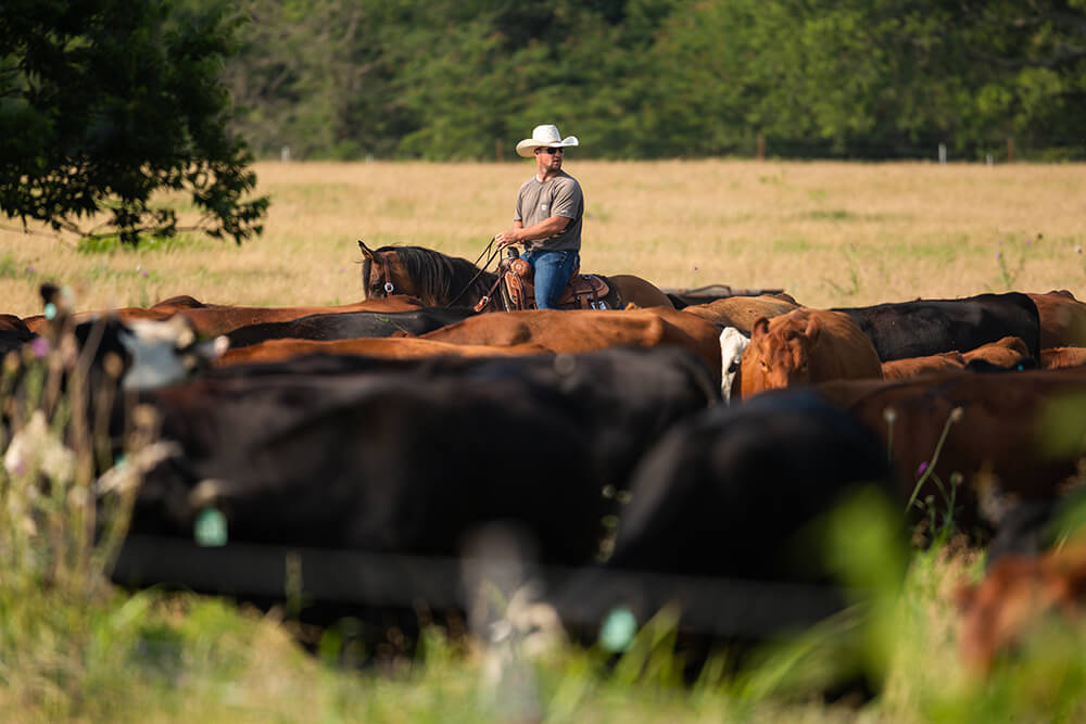Rancher working cattle on horseback in an open pasture surrounded by forest