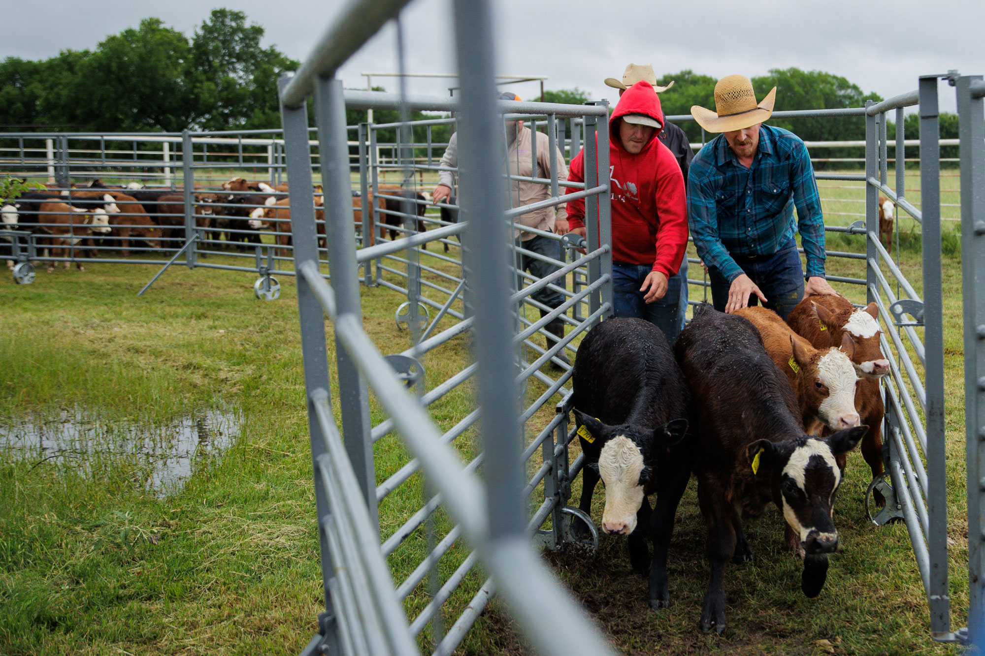 Ranchers guiding cattle through corrals