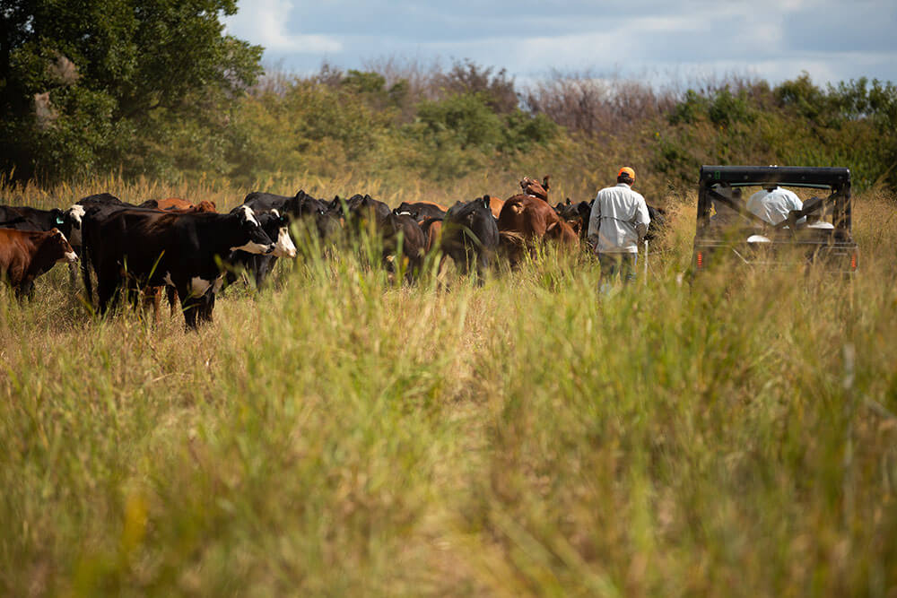 Ranchers walk and drive next to a herd of cattle