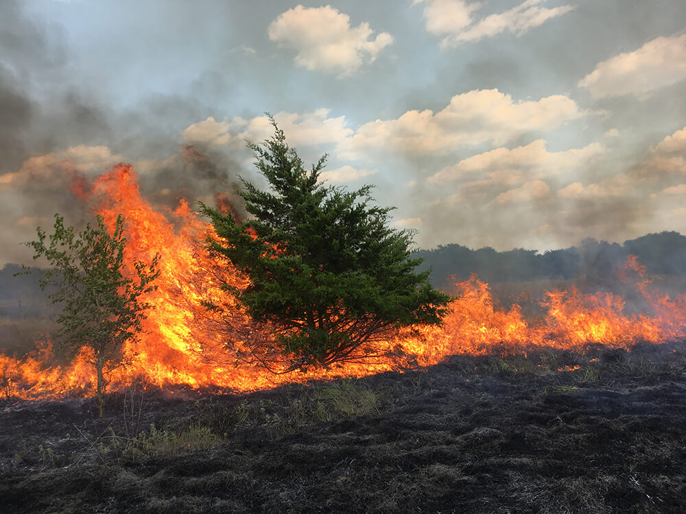 Eastern red cedar tree catching fire during a prescribed burn.