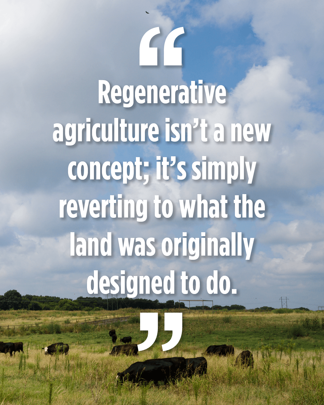 Infographic with cattle grazing in pasture. Blockquote says: Regenerative agriculture isn't a new concept; it's simply reverting to what the land was originally designed to do.