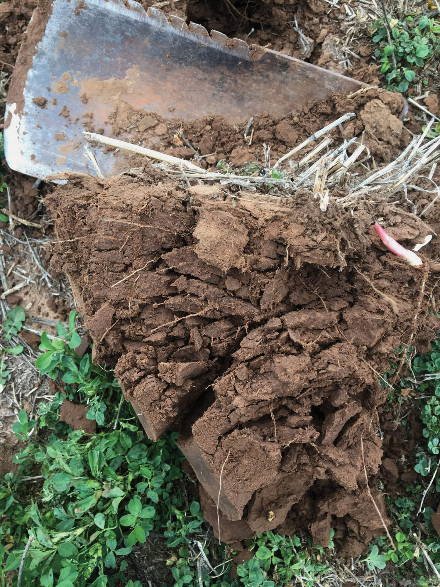 Steel shovel digging in the dirt.