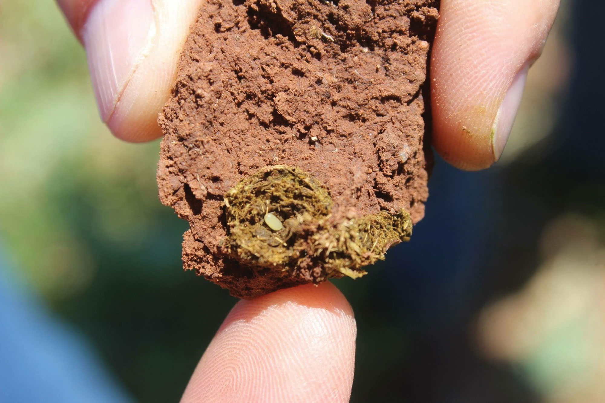 Chunk of soil