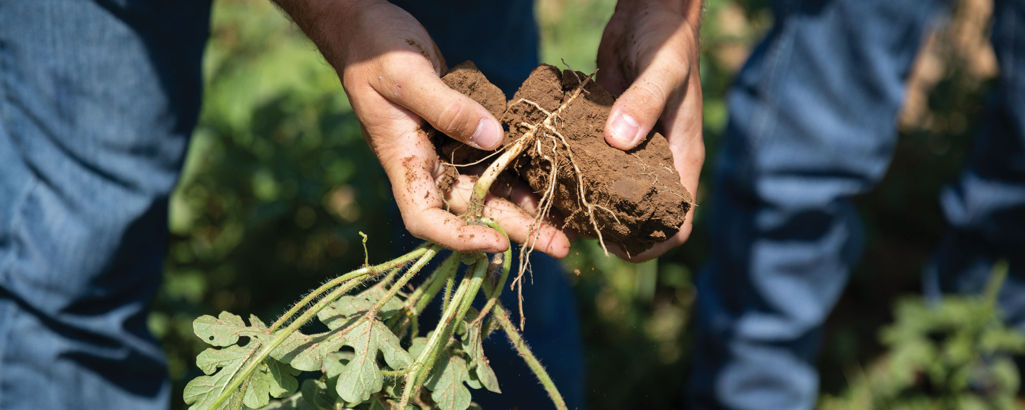 How to Evaluate Your Soil Right in the Field or Pasture