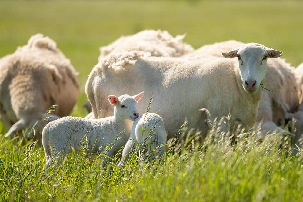 Sheep and lambs in pasture