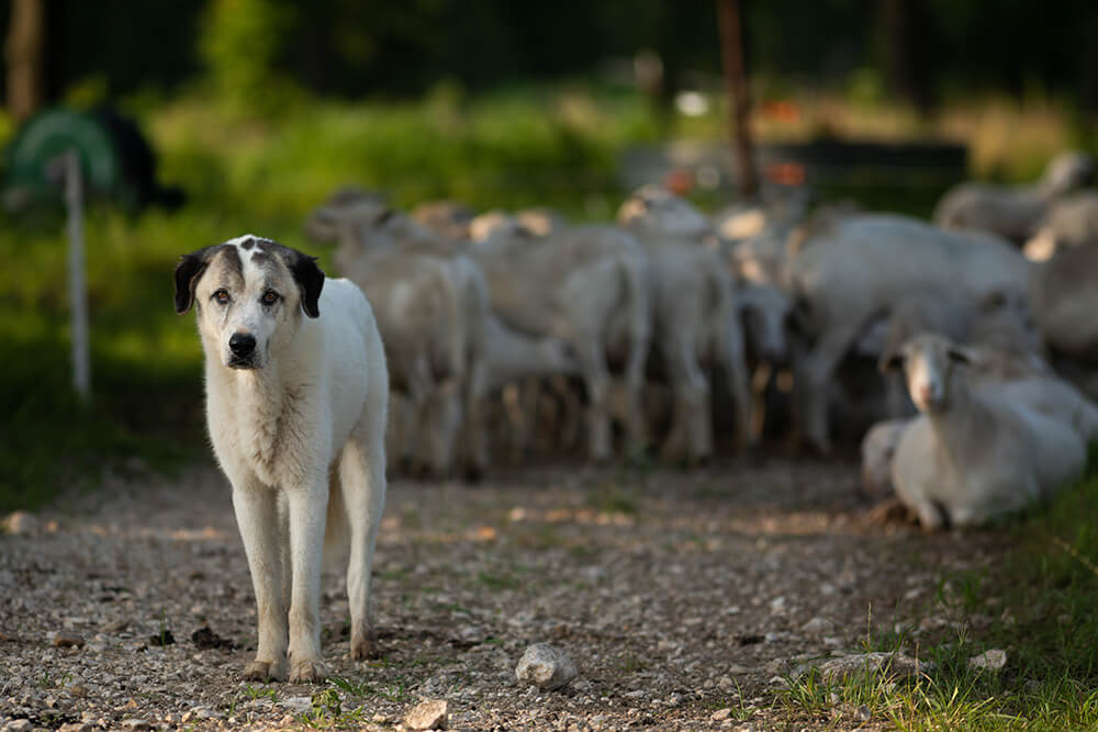 Sheep dog guards the flock