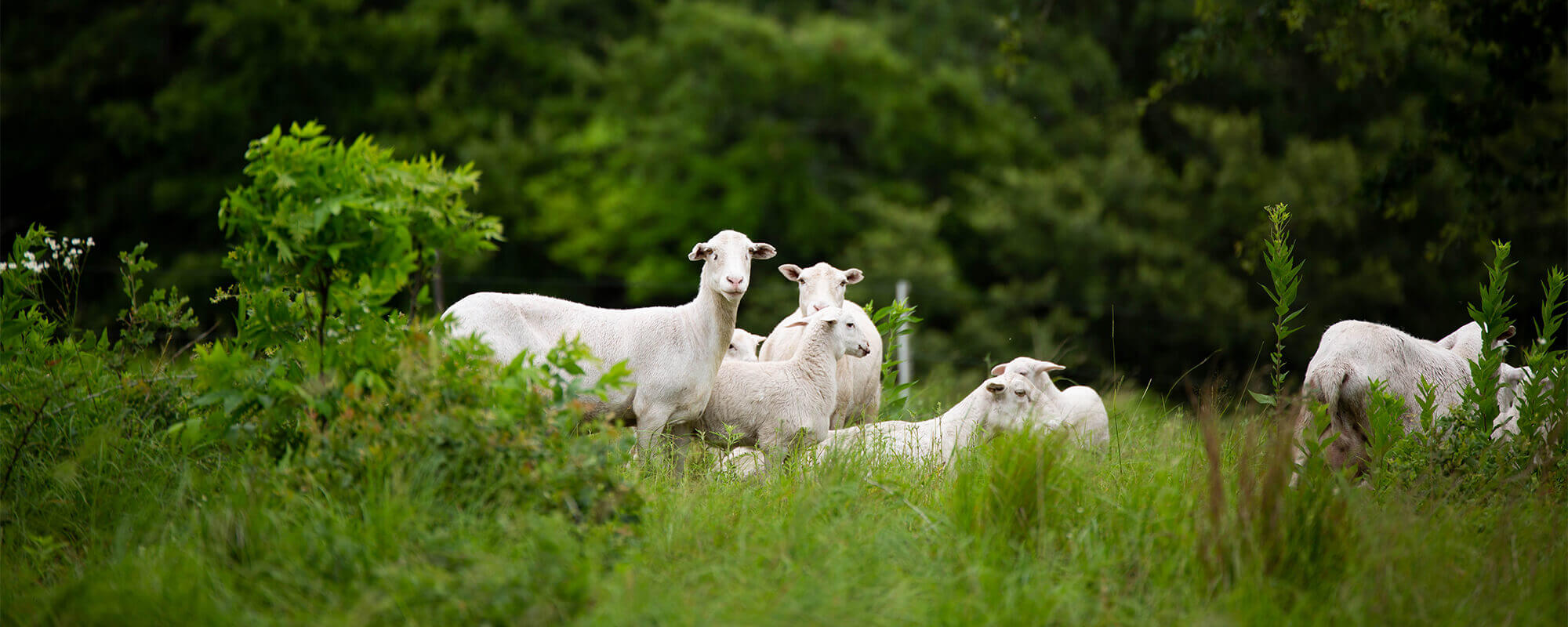 Sheep grazing at coffey ranch