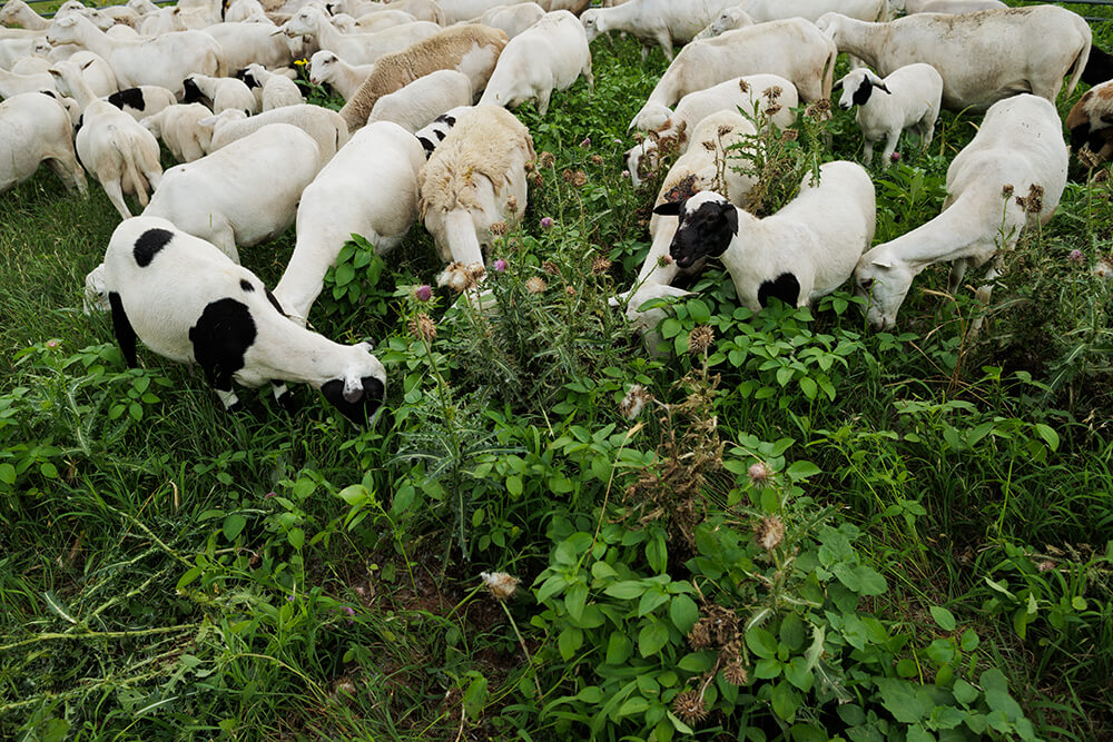 Sheep grazing diverse plants