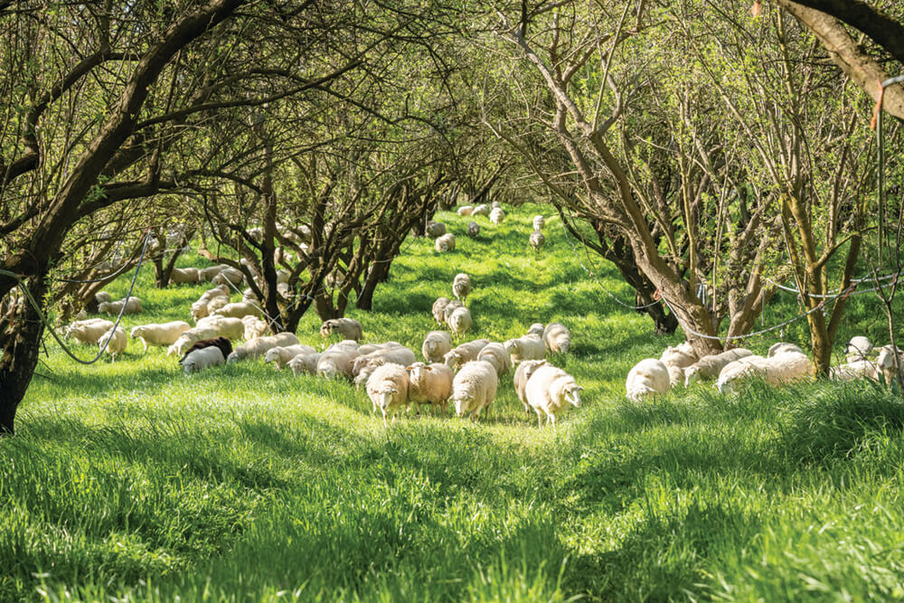 Sheep grazing in a wooded area on the Burroughs' Ranch