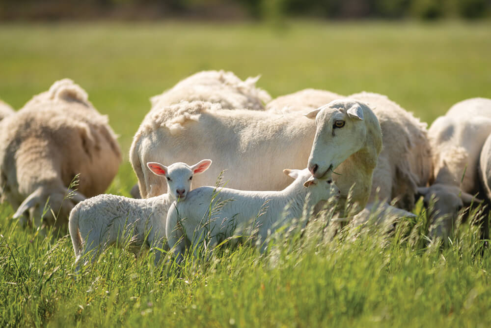 Mother sheep with twin lambs