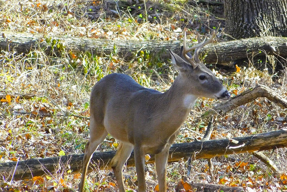 Six-point white-tailed buck walking in woods near fallen tree branches