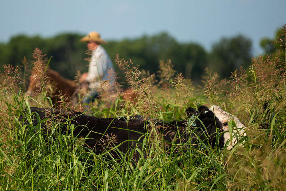 A steer grazing in pasture as a rancher rides by