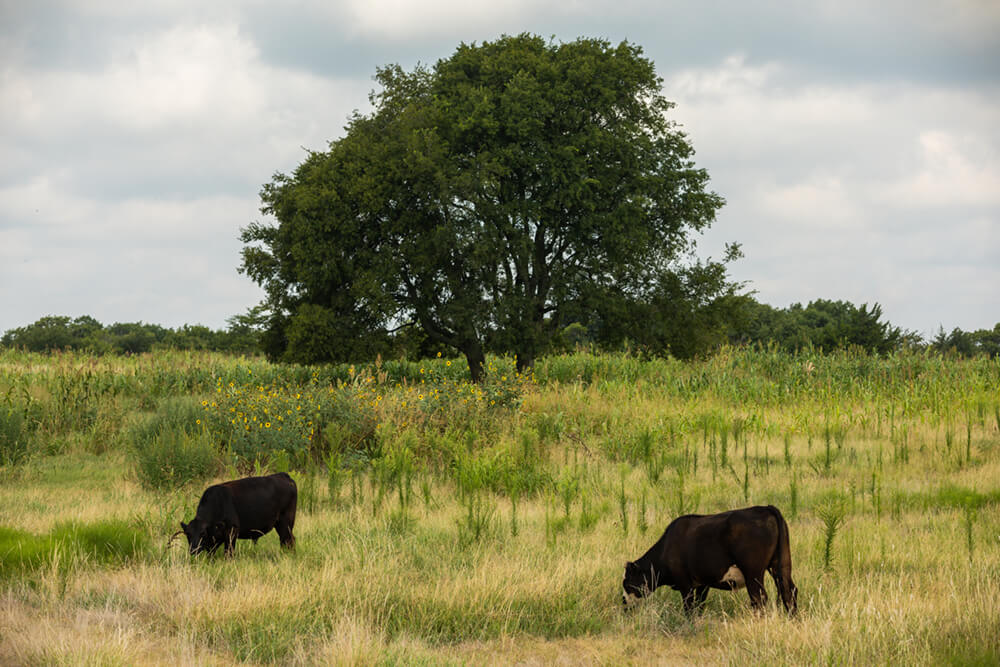 Two steers graze cover crops with a large tree behind them on the pasture.