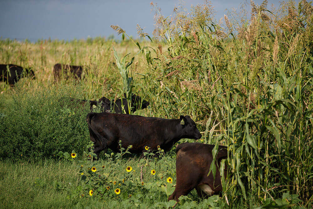 Steers grazing cover crops
